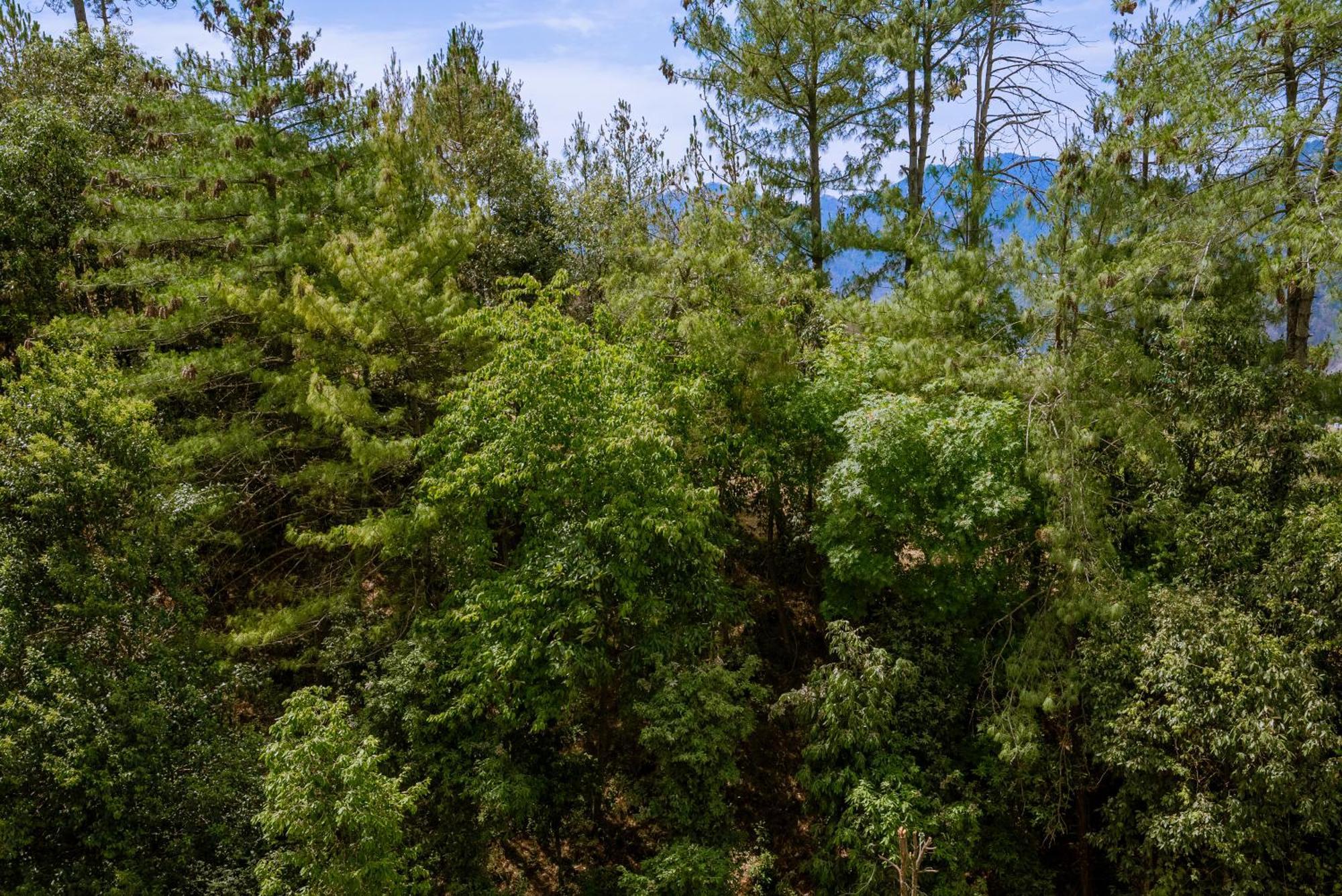 The Manor Luxury Apartments, Shimla ماشوبرا المظهر الخارجي الصورة